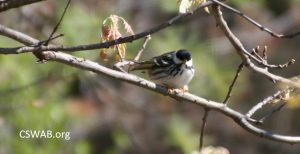 Black and white warbler male IMG_7429