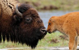 baby-bison-with-mother Pixdaus