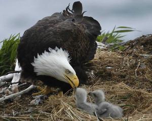 eagle babies nest