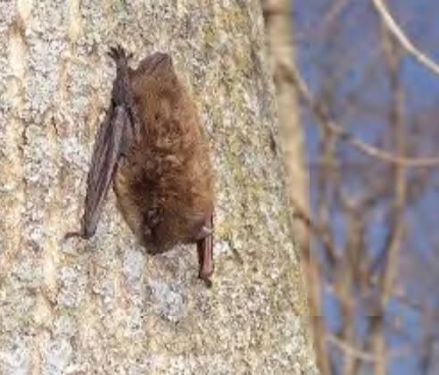 Ho-Chunk Nation Improves Bat Access at Badger