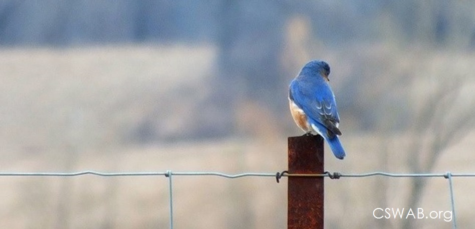 bluebird on a fence