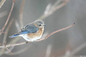 Bluebird Trails at Badger Part of National Conservation Effort