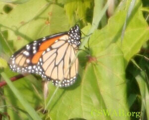 CSWAB Joins Call for Federal Protection of Monarchs