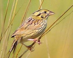 Songs of the Badger Tallgrass Prairie, Part 2