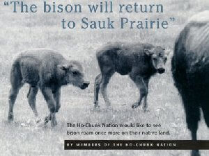 The Bison will Return to Sauk Prairie